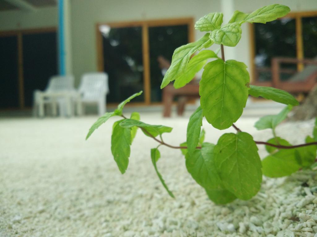 Crystal Dhiffushi 호텔 외부 사진